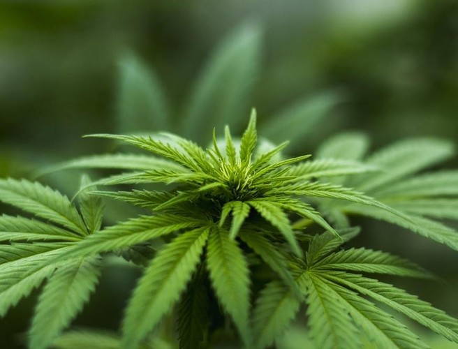 GP leader Eamon Ryan discusses cannabis with Hook episode artwork