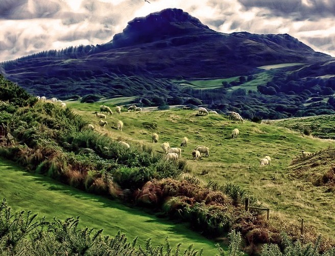 Farming:The Search Is On For Stolen Sligo Sheep episode artwork