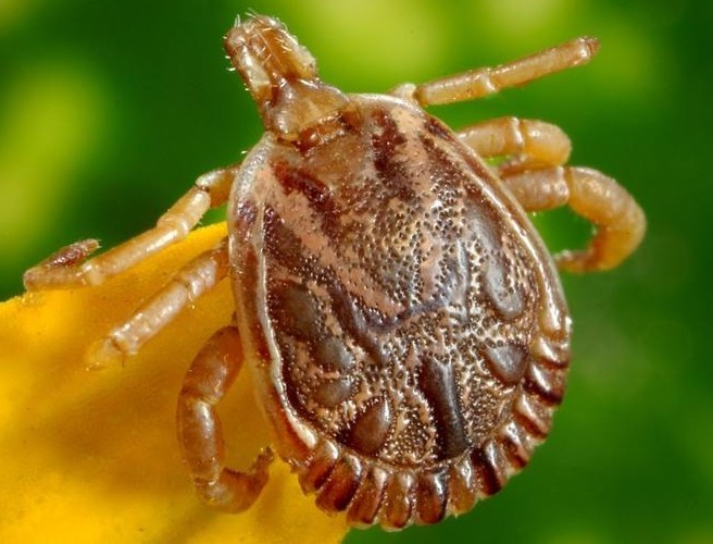 Hear the stories of those suffering with Lyme Disease