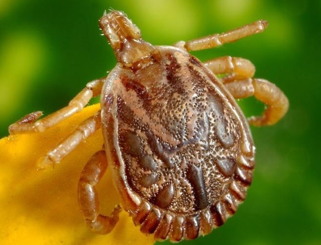 How are we failing those who suffer with Lyme Disease? episode artwork