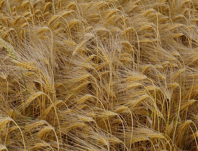 Farming: It's so hot, the barley is on fire ! episode artwork