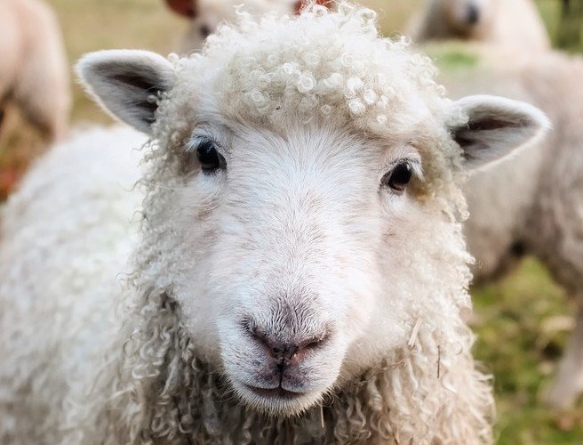 Farming: A record breaking sheep shearer episode artwork