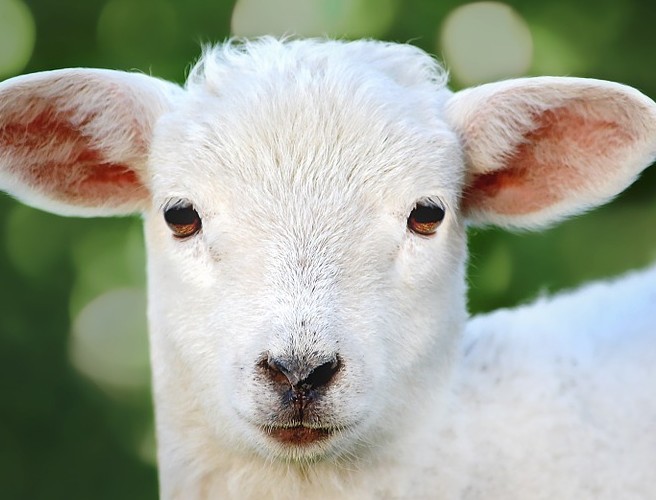 Farming: Its breeding season again for sheep episode artwork