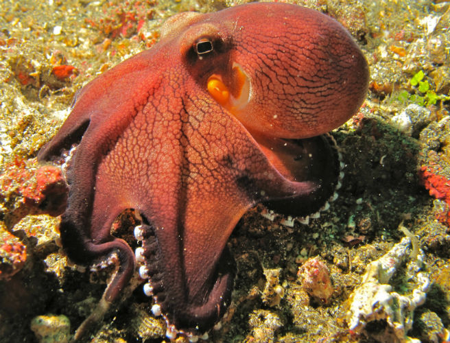 Decoding The Brain & Octopuses episode artwork