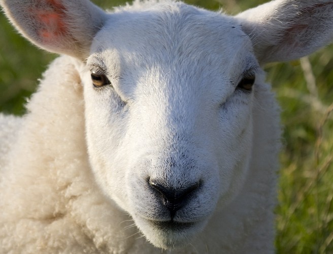 Farming: It is time to house those sheep episode artwork