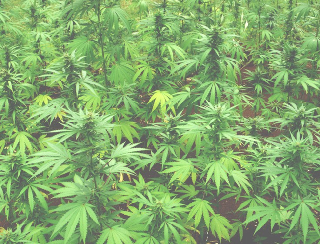 Farming: Growing cannabis in Ireland? episode artwork