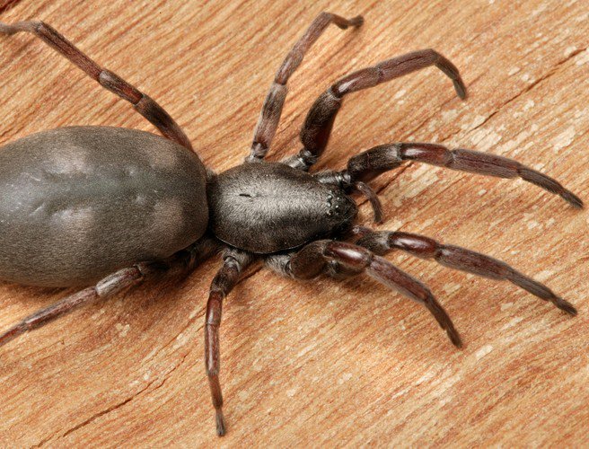 Parenting: My 3 year old is scared of spiders episode artwork
