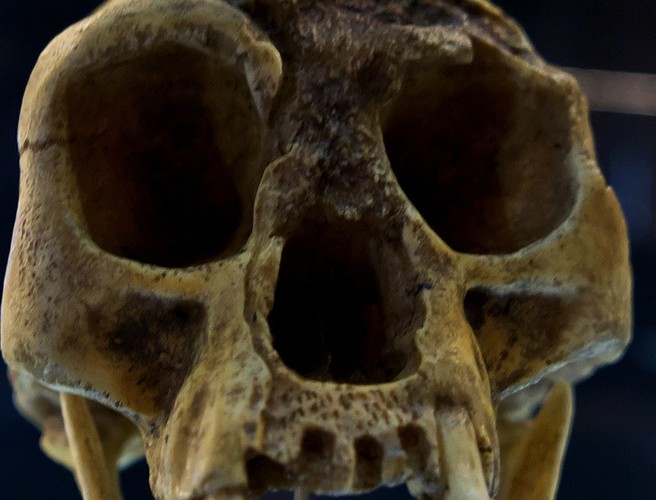 Futureproof Gold: Homo Floresiensis Dispute — Futureproof with Jonathan McCrea cover