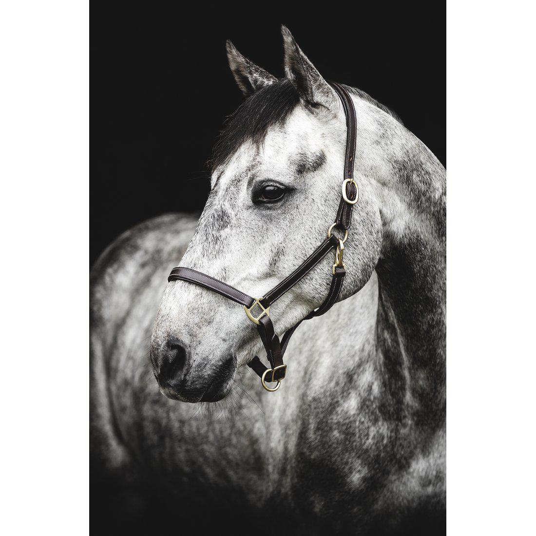 Lädergrimma, cob, Lippo Basic bild 2