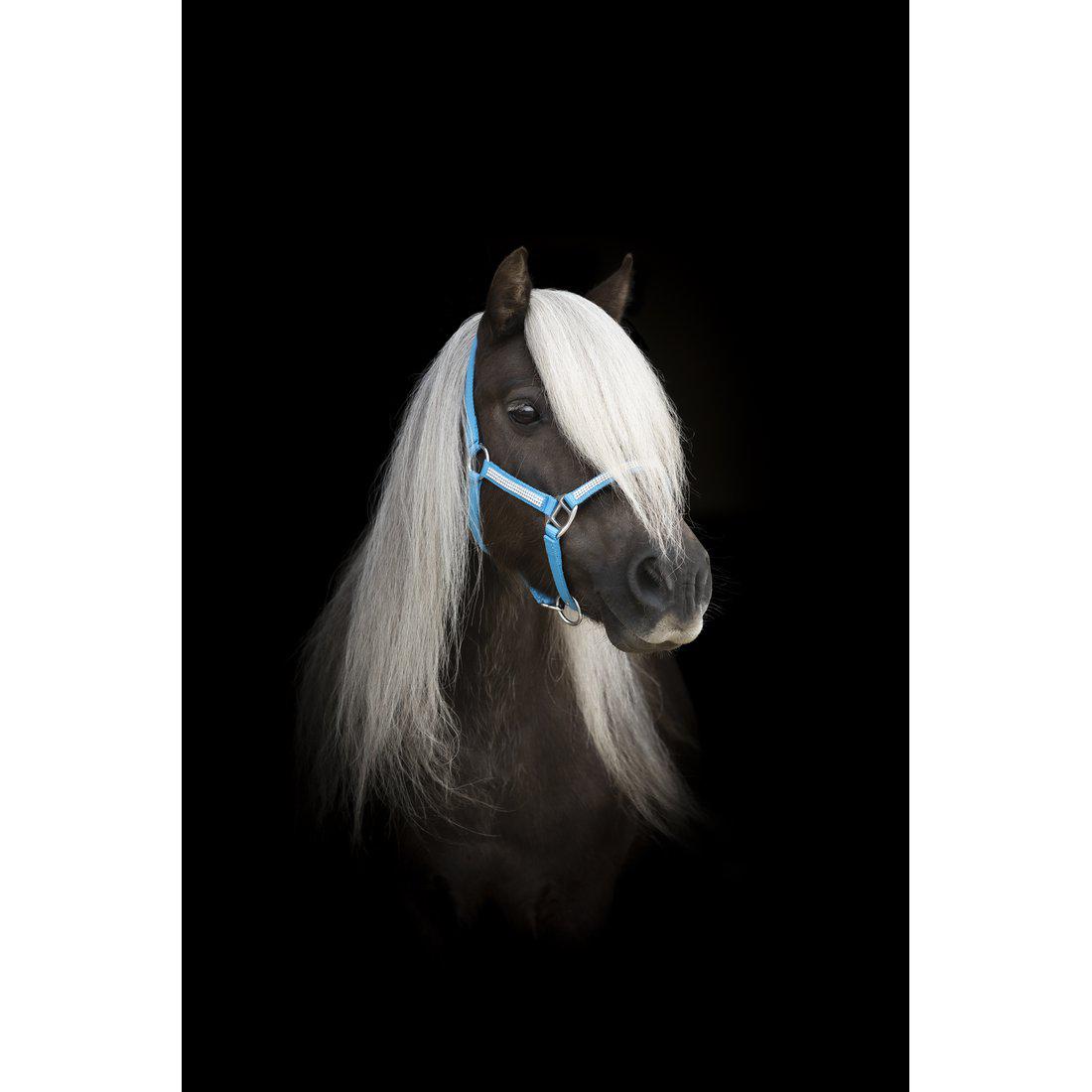 Nylongrimma, mini-shetland, Protector bild 4