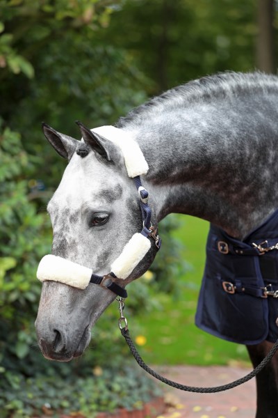 Grimludd set, Covalliero bild 2