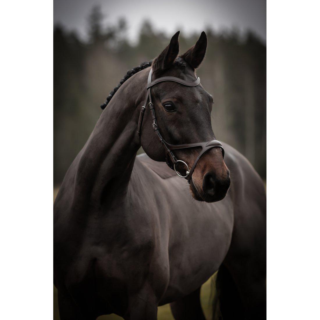 Träns, ponny-xfull, Knights Arthur bild 3