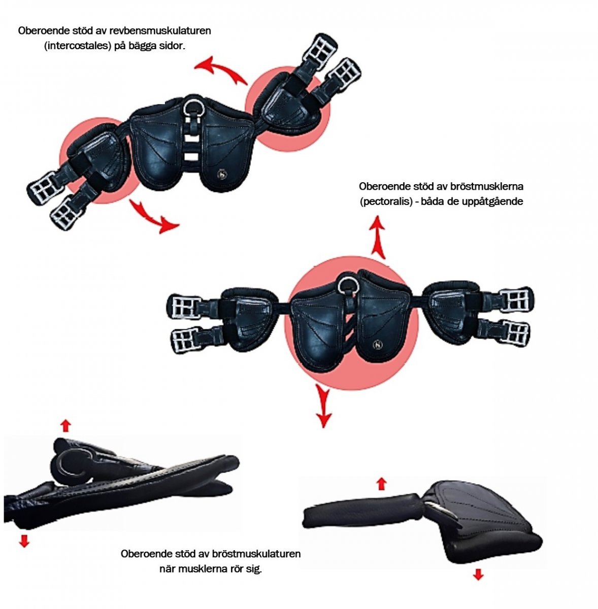 Lädergjord, 25-35 cm, Santa Cruz Freedom Pony bild 3