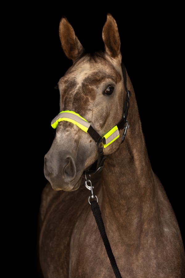 Tränsreflexer, Covalliero bild 2