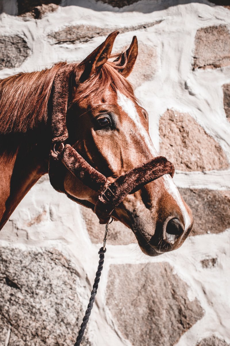 Luddgrimma, full, Santa Cruz