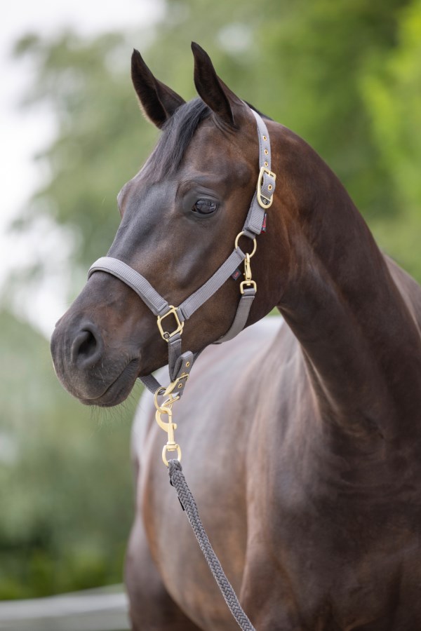 Nylongrimma, shetland-full, Covalliero Classy bild 4