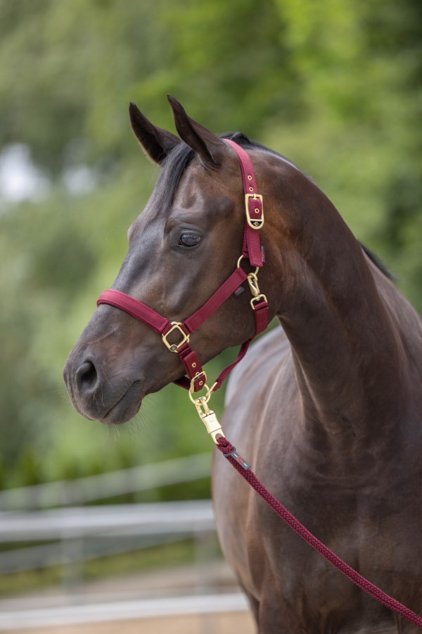 Nylongrimma, shetland-full, Covalliero Classy bild 5