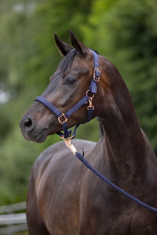 Nylongrimma, shetland-full, Covalliero Classy bild 6