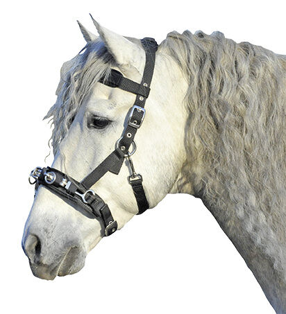 Kapson, ponny-full, HKM bild 2