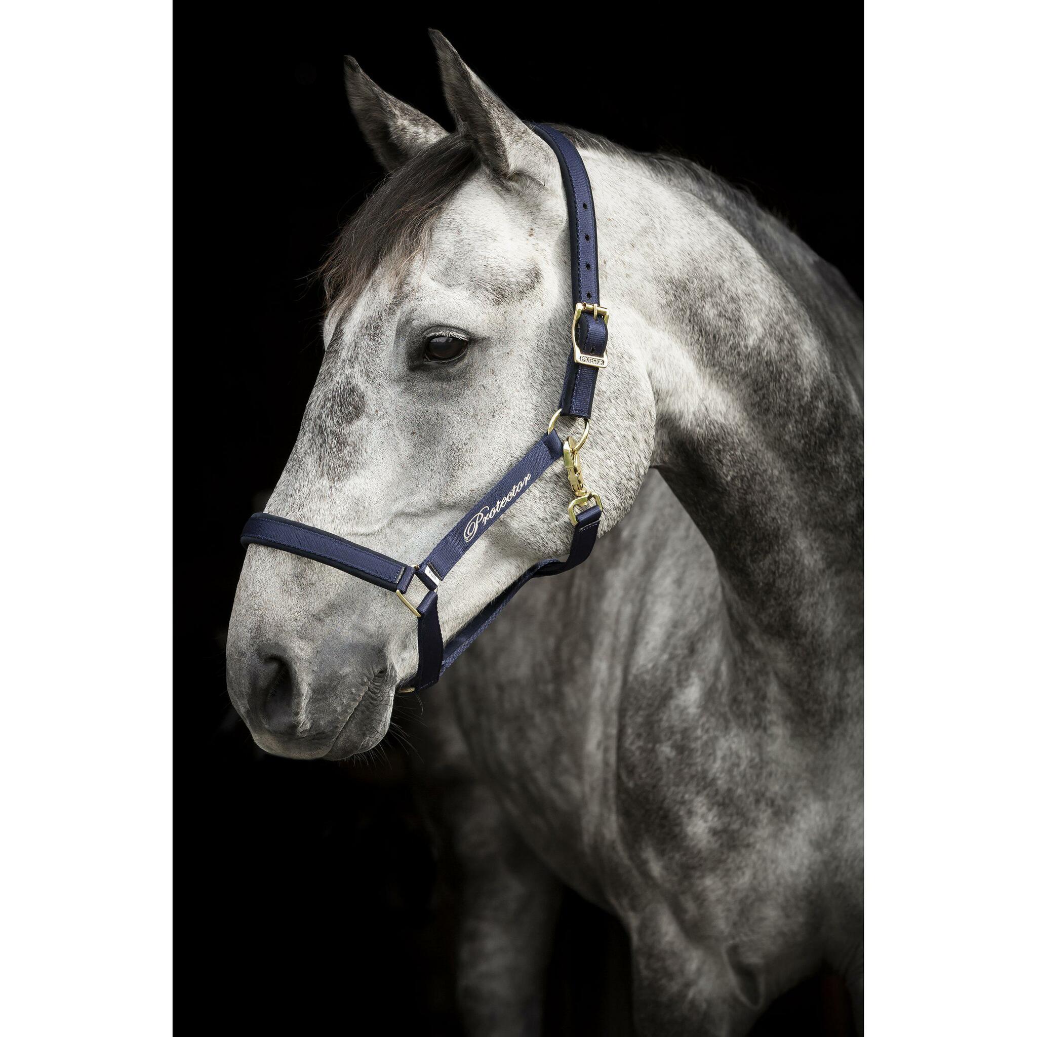 Nylongrimma, ponny-xfull, Protector Derry bild 2