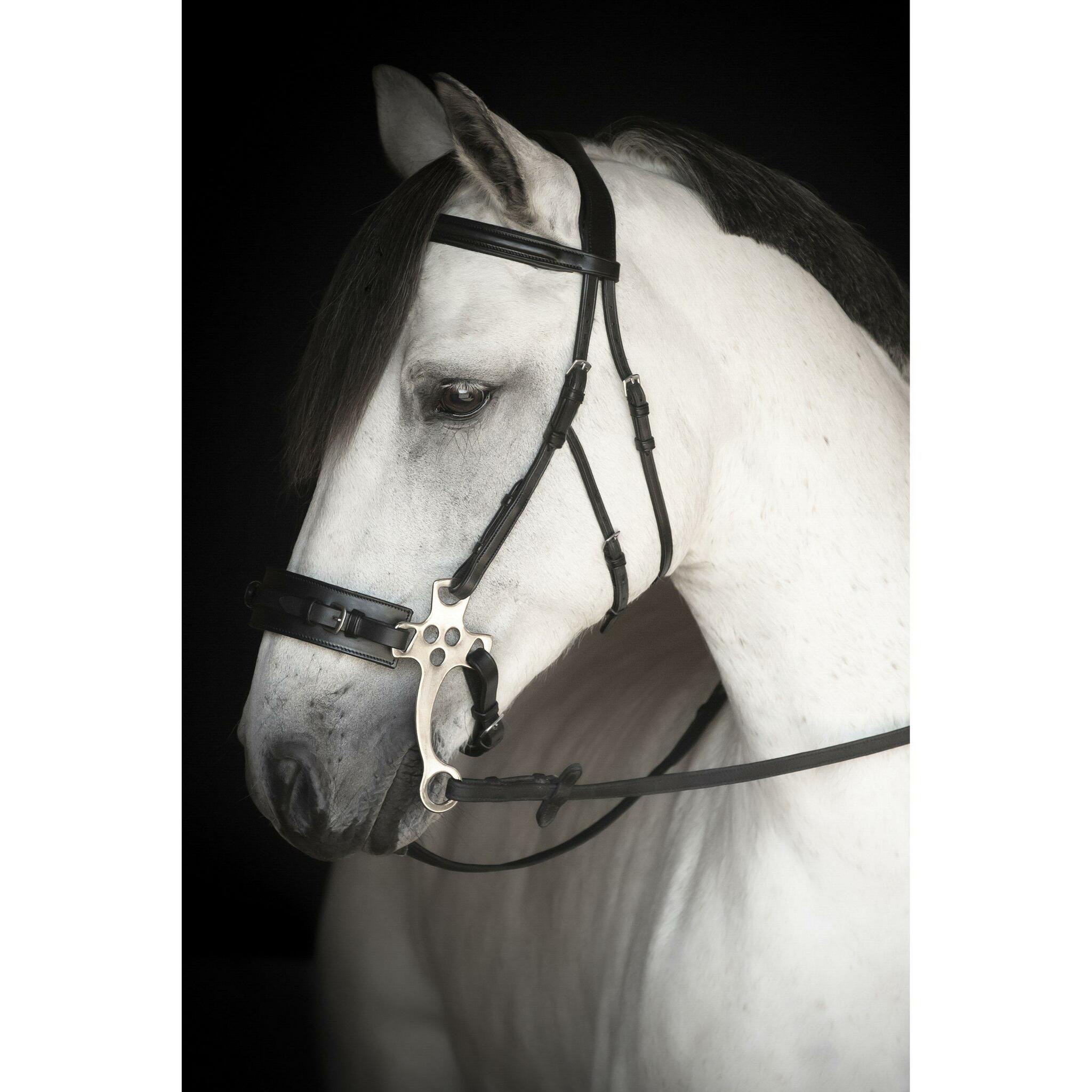 Hackamoreträns, ponny-full, Lippo Supreme Chester bild 3