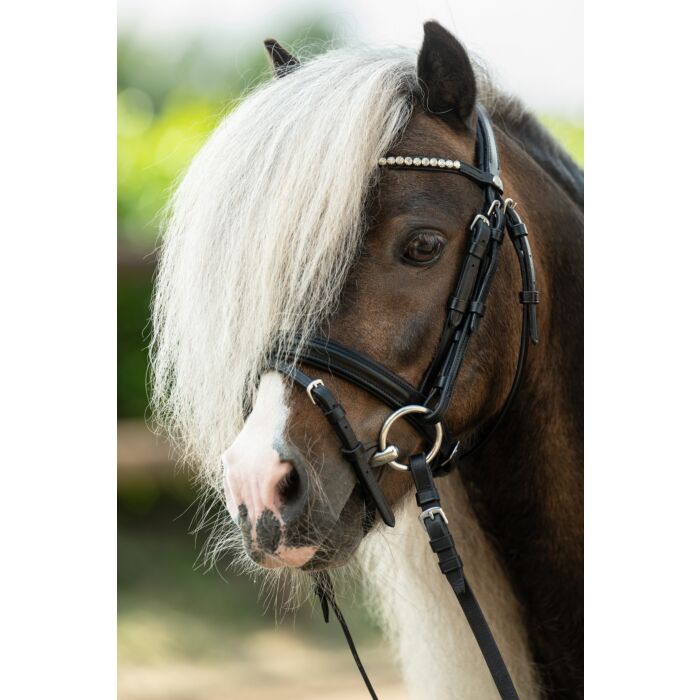 Aachenträns, shetland, HKM Shetty Dimond bild 2