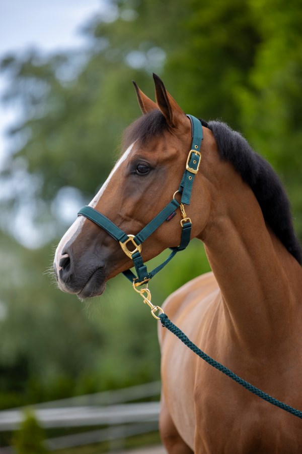 Nylongrimma, ponny-xfull, Covalliero TopLine bild 6