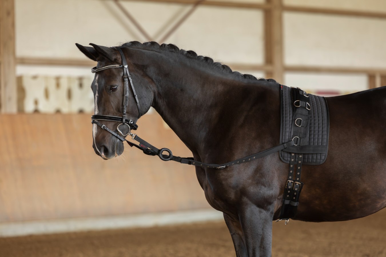 Inspänningstygel, ponny-full, Covalliero bild 2