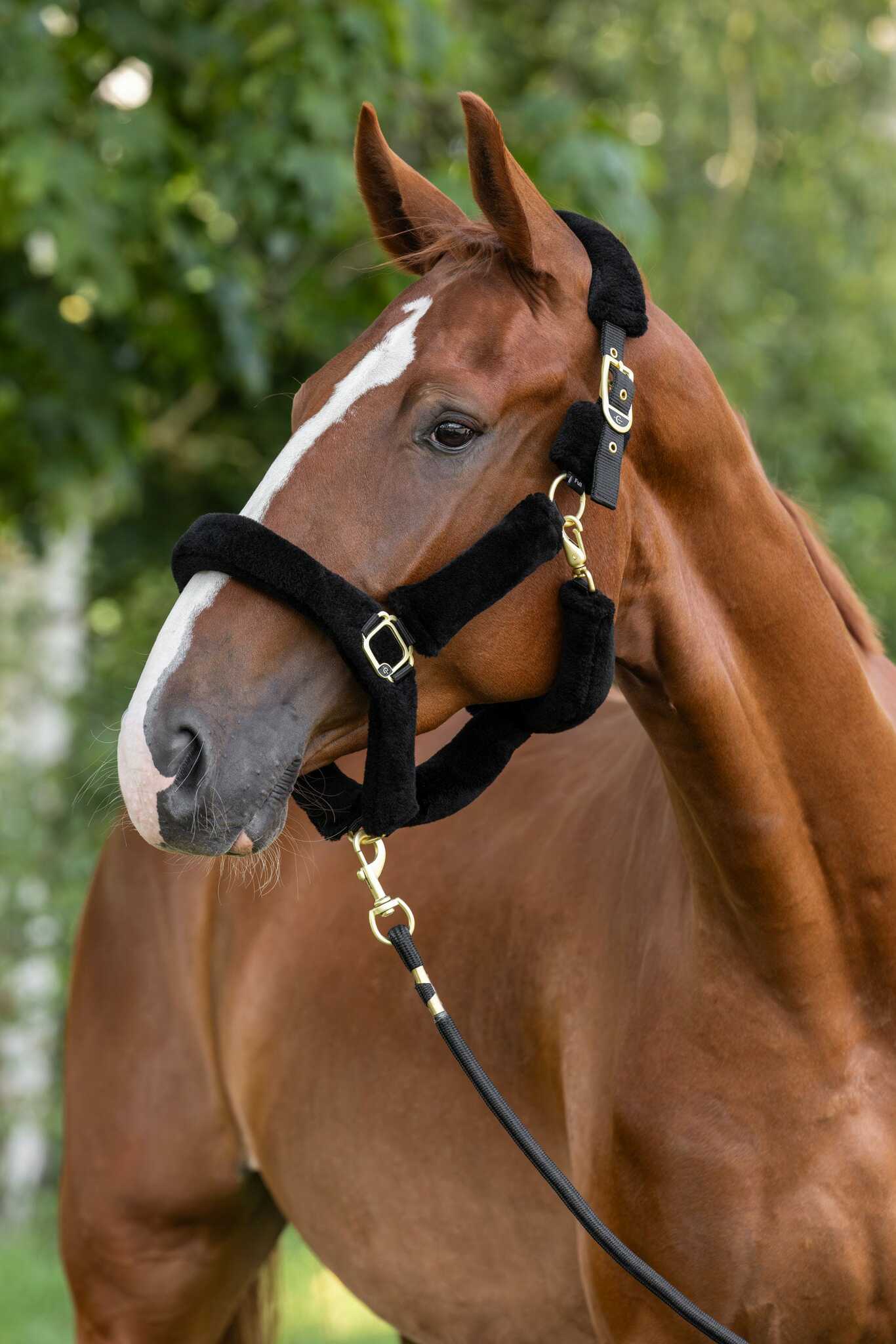 Luddgrimma, ponny-full, Covalliero SuperSoft 2.0 bild 3