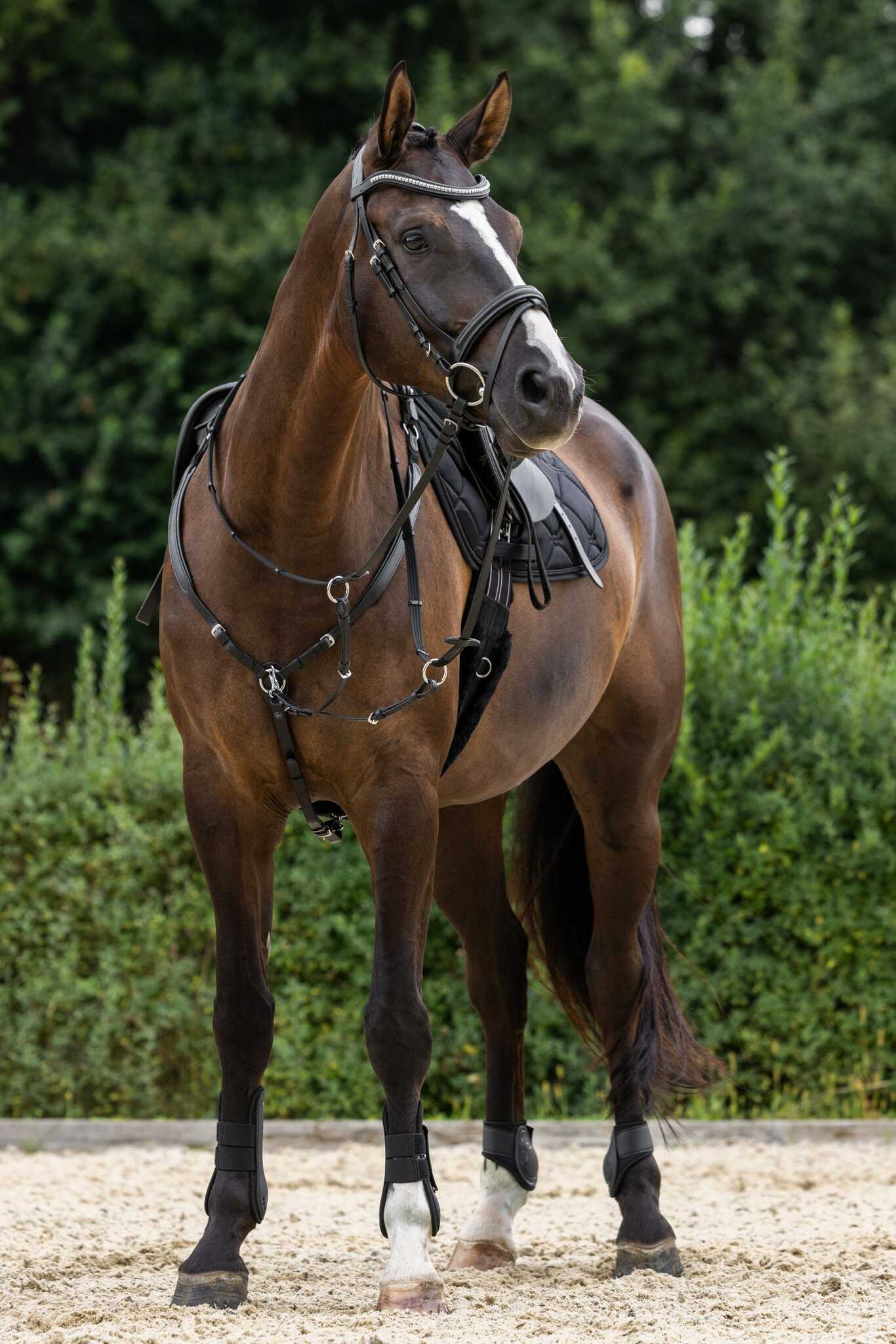 Förbygel, cob-full, Covalliero bild 4