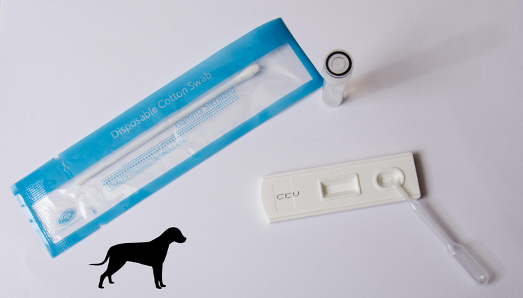 canine coronavirus