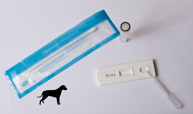 Norovirus Hund Norovirus Hund