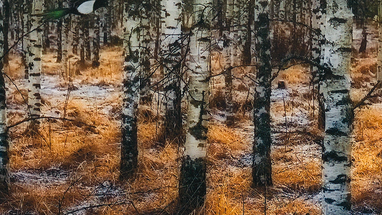 Camouflages - avfotograferat utsnitt. Klicka i bilden för att stänga.