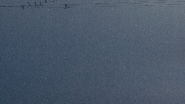 Early birds - avfotograferat utsnitt. Klicka i bilden för att stänga.