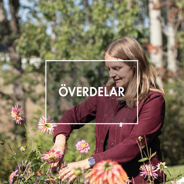 En leende kvinna i en vinröd canvasjacka står med dahlior i förgrunden.