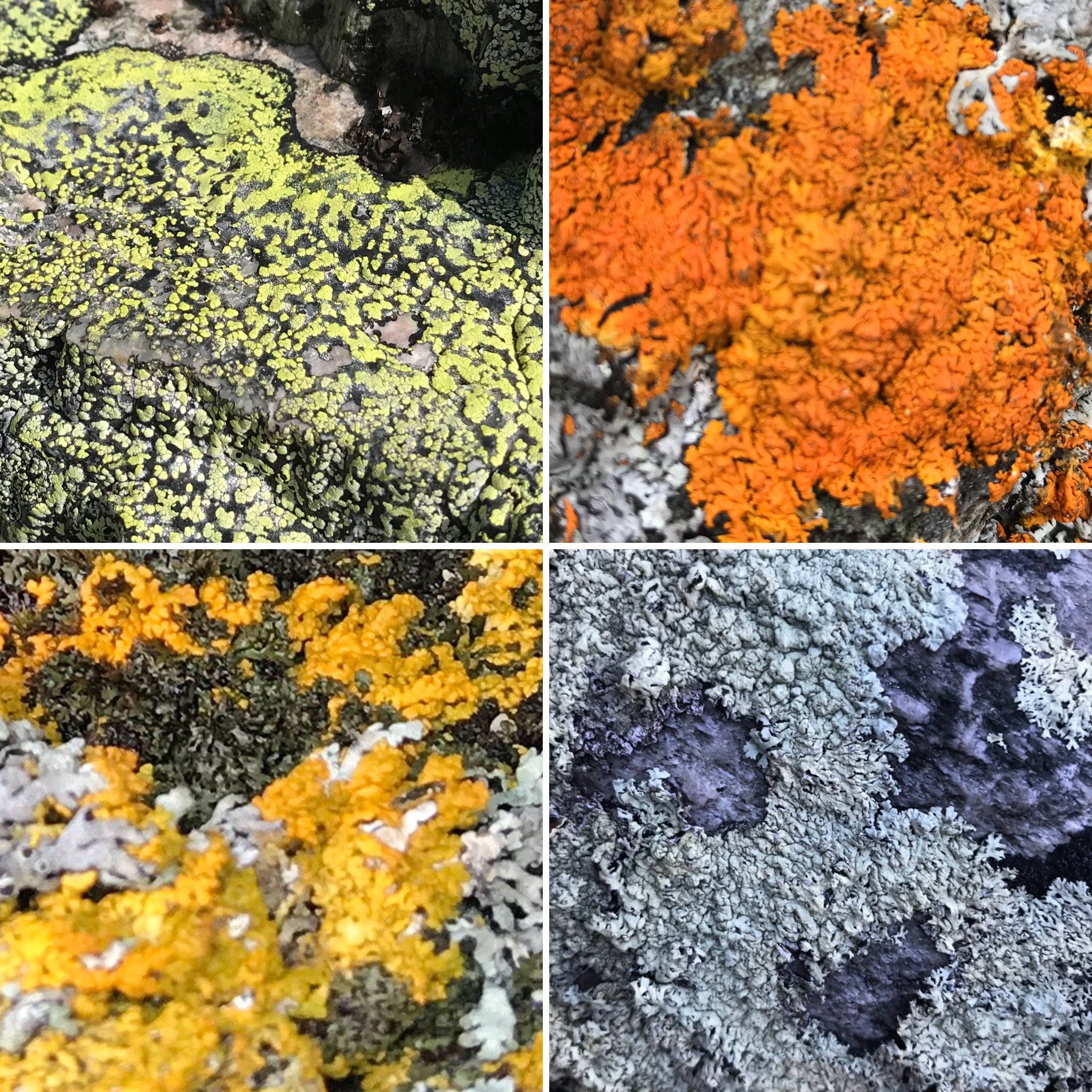 lav i olika färger. lichen in various colors.