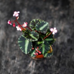 Skötselråd Anthurium