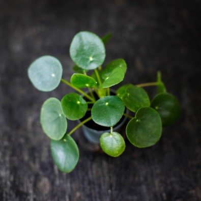 Skötselråd Pilea
