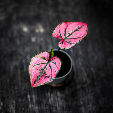 Skötselråd Caladium