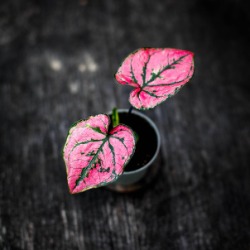Skötselråd Caladium