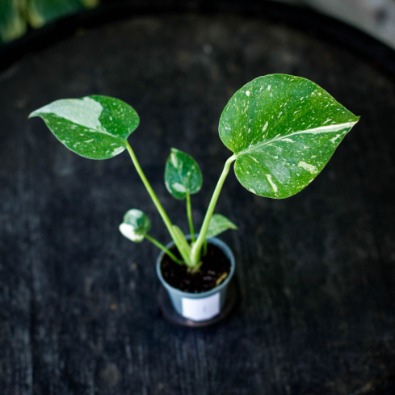 Skötselråd Monstera