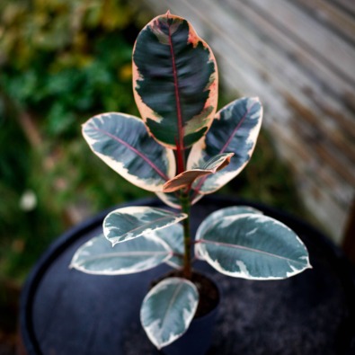 Skötselråd Ficus