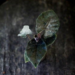 Skötselråd Alocasia