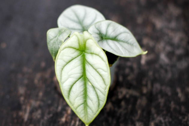 Alocasia 'Silver dragon'