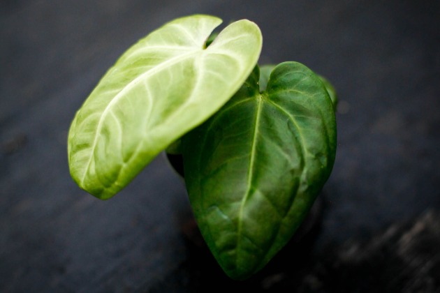 Anthurium villenaorum