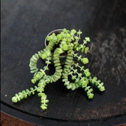Skötselråd Crassula