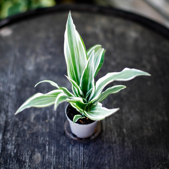Dracena 'White jewel'