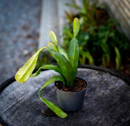 Epiphyllum Sortiment