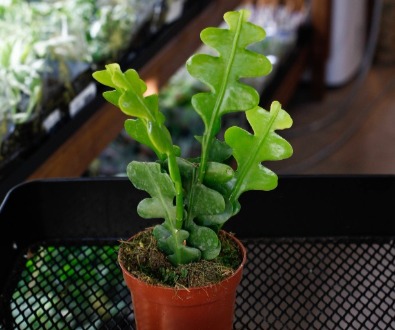 Bladkaktus