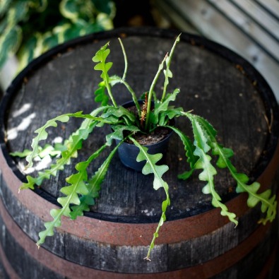 Skötselråd Epiphyllum | Bladkaktus